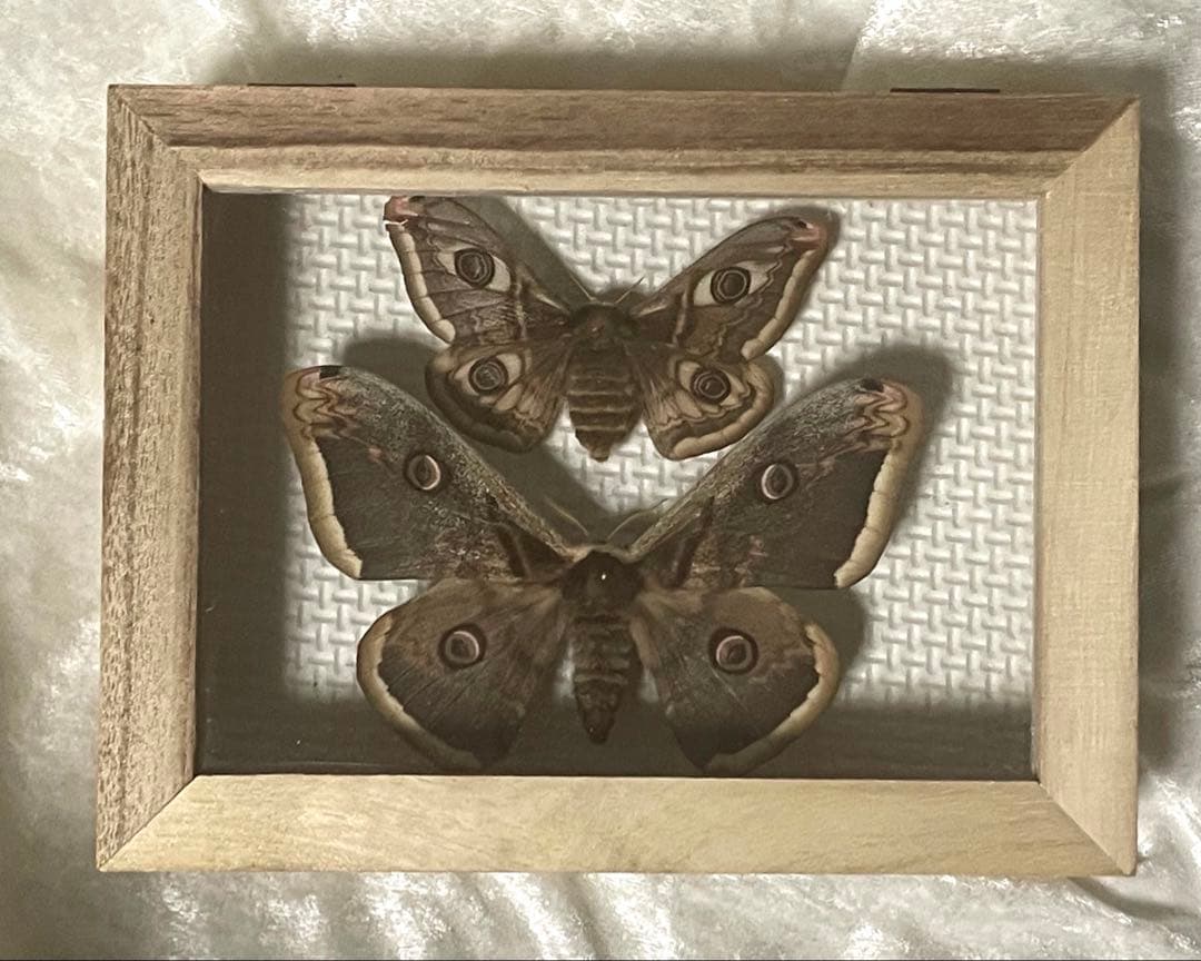 蝶 蛾 標本 オオクジャクヤママユ クジャクヤママユ 少年の日の思い出