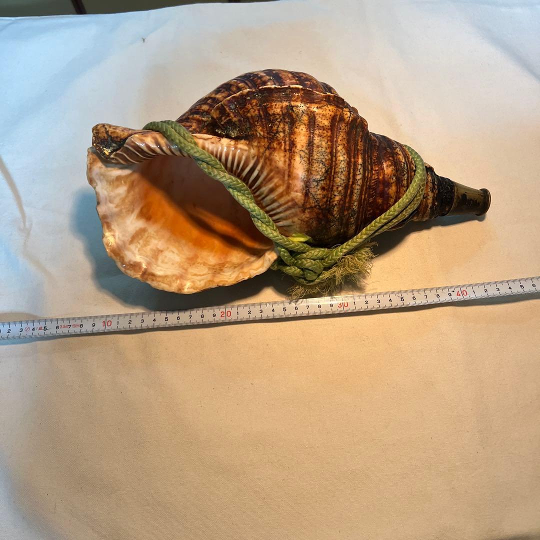 法螺貝　自然な巻貝装飾品 約34cm