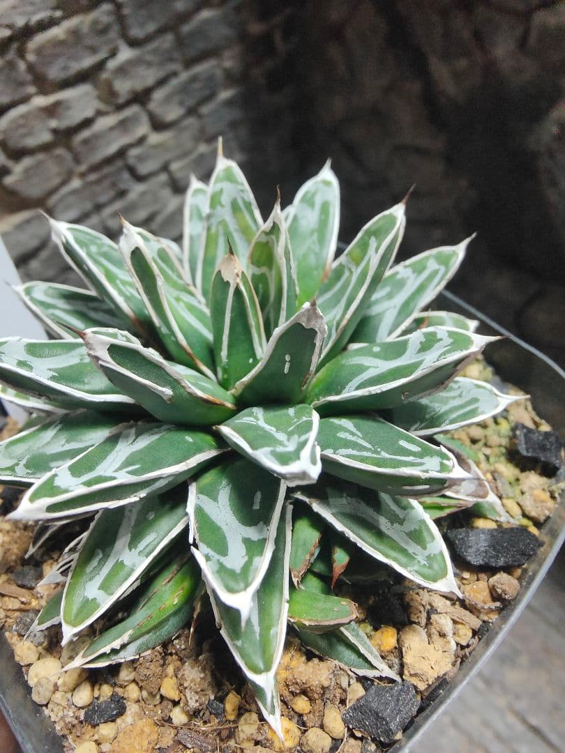 アガベ　名峰富士　ロウルサンコ　G66