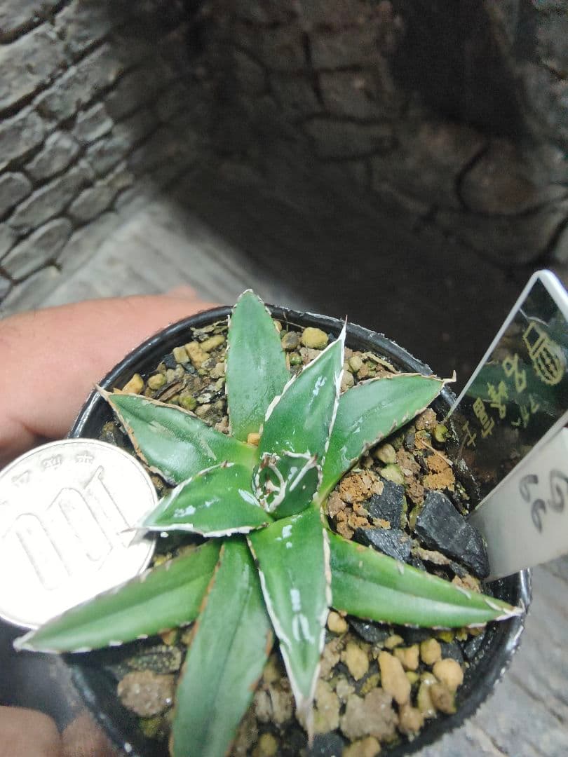 アガベ　名峰富士　ロウルサンコ　G66