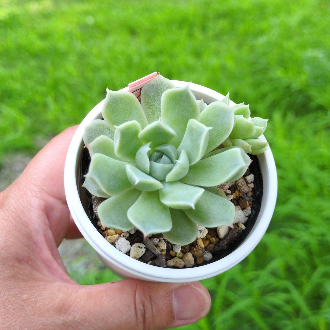 85. 多肉植物 アイスローズ 700円【抜き苗】