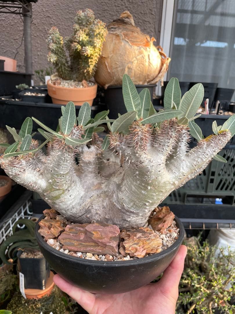 パキポディウムホロンベンセ