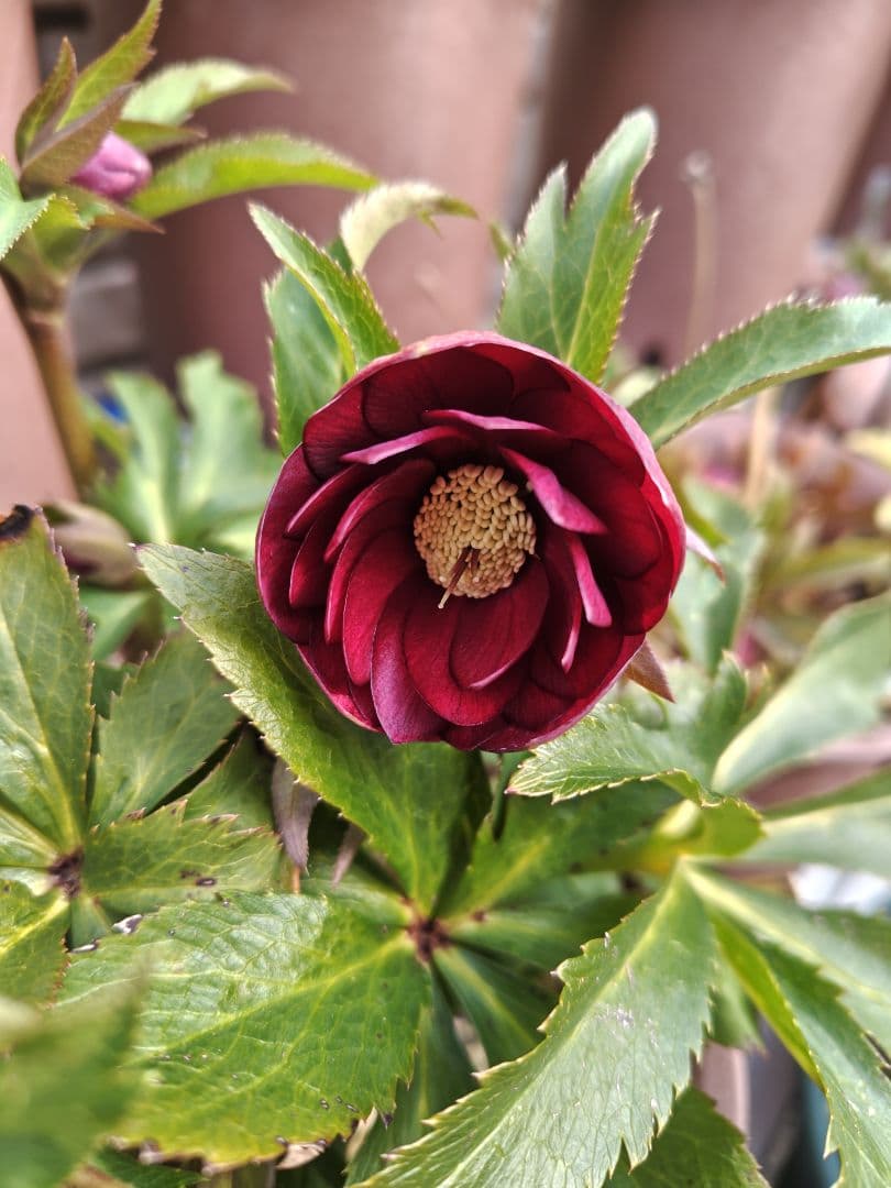 の*ん様 クリスマスローズ 加藤農園 キラメキ☆② 株分け