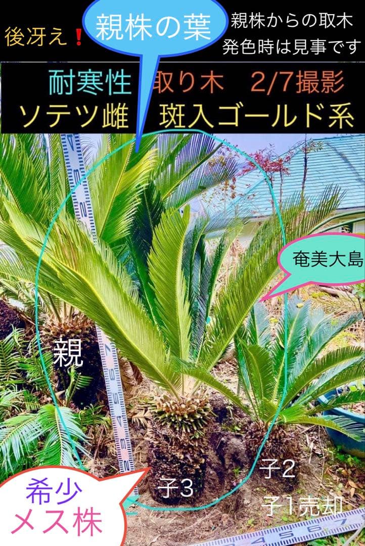 雌ソテツ　斑入ゴールド系　耐寒性