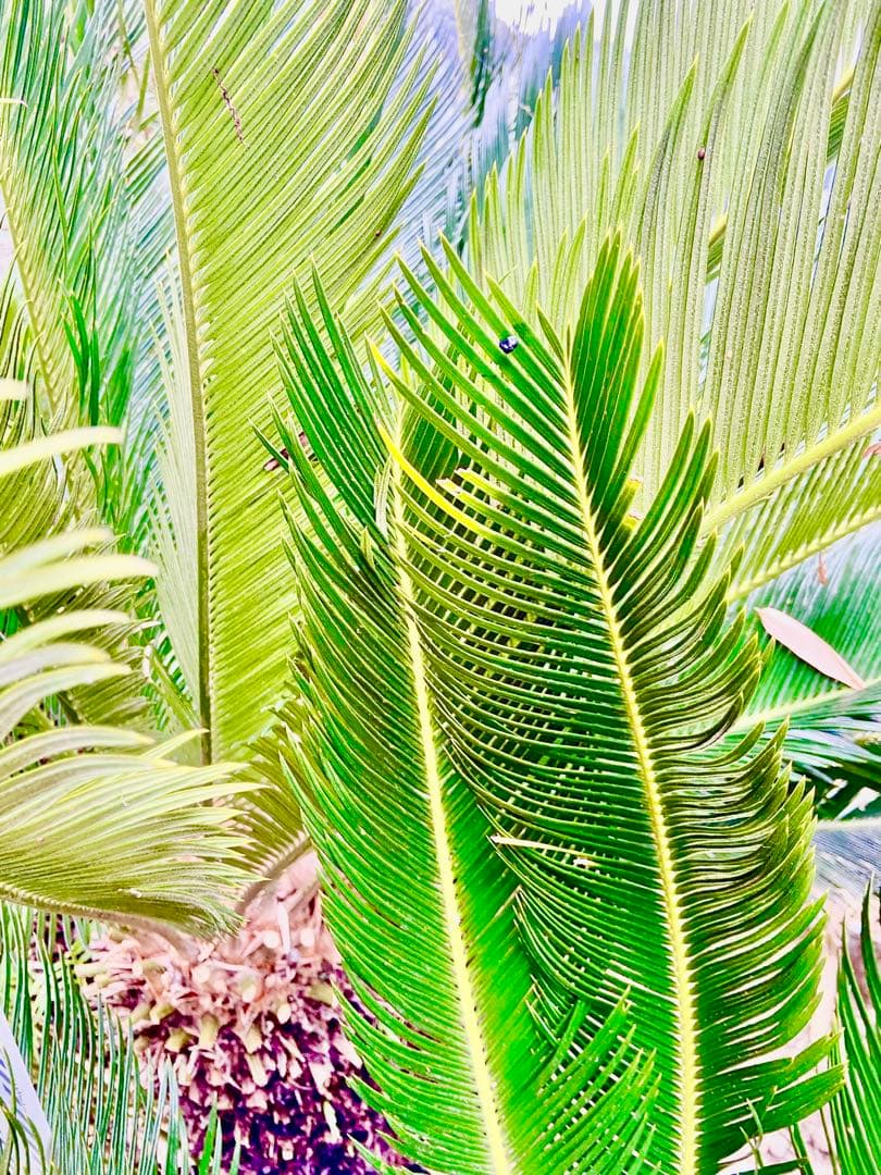 雌ソテツ　斑入ゴールド系　耐寒性