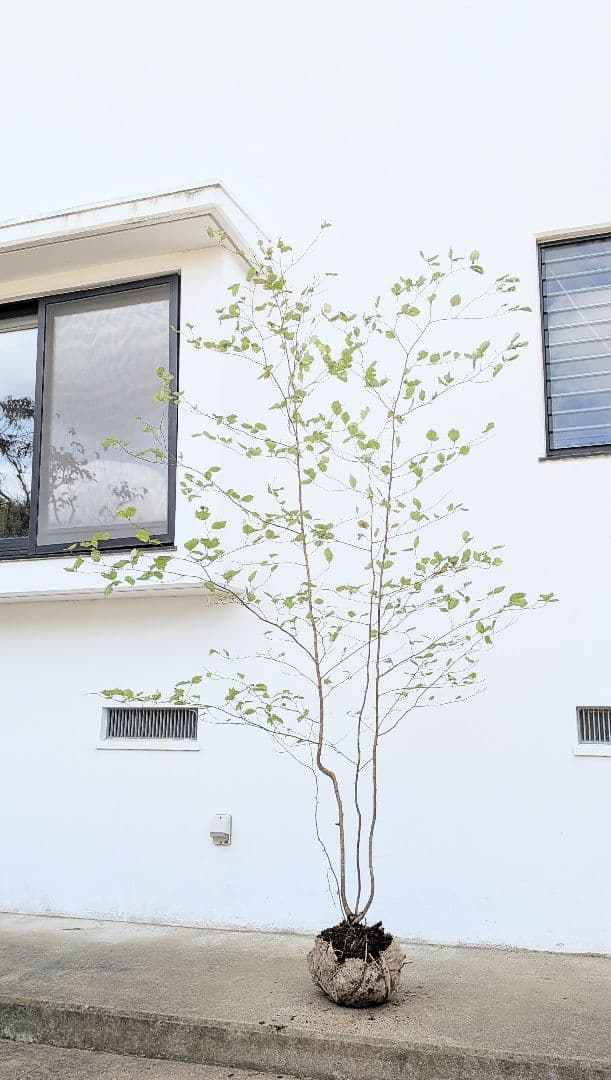 特大の天然株。山採りアズキナシ。