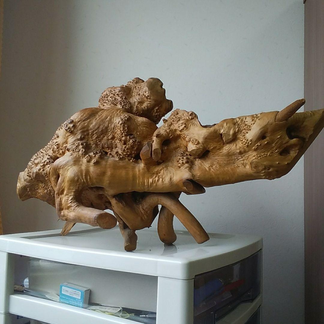 木の根、爬虫類の巣。