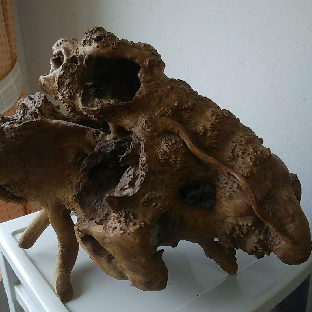 木の根、爬虫類の巣。