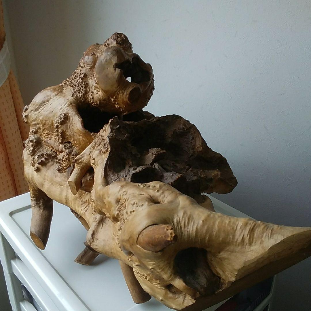 木の根、爬虫類の巣。