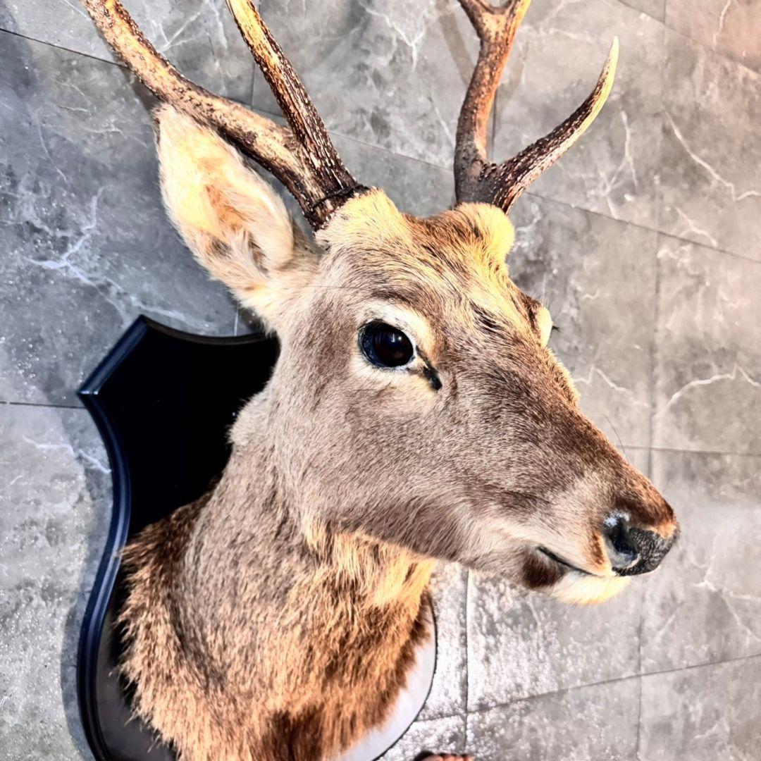 ハンティングトロフィー 鹿の剥製 壁掛けインテリア ニホンジカ 鹿 剥製