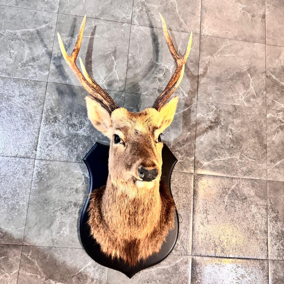 ハンティングトロフィー 鹿の剥製 壁掛けインテリア ニホンジカ 鹿 剥製