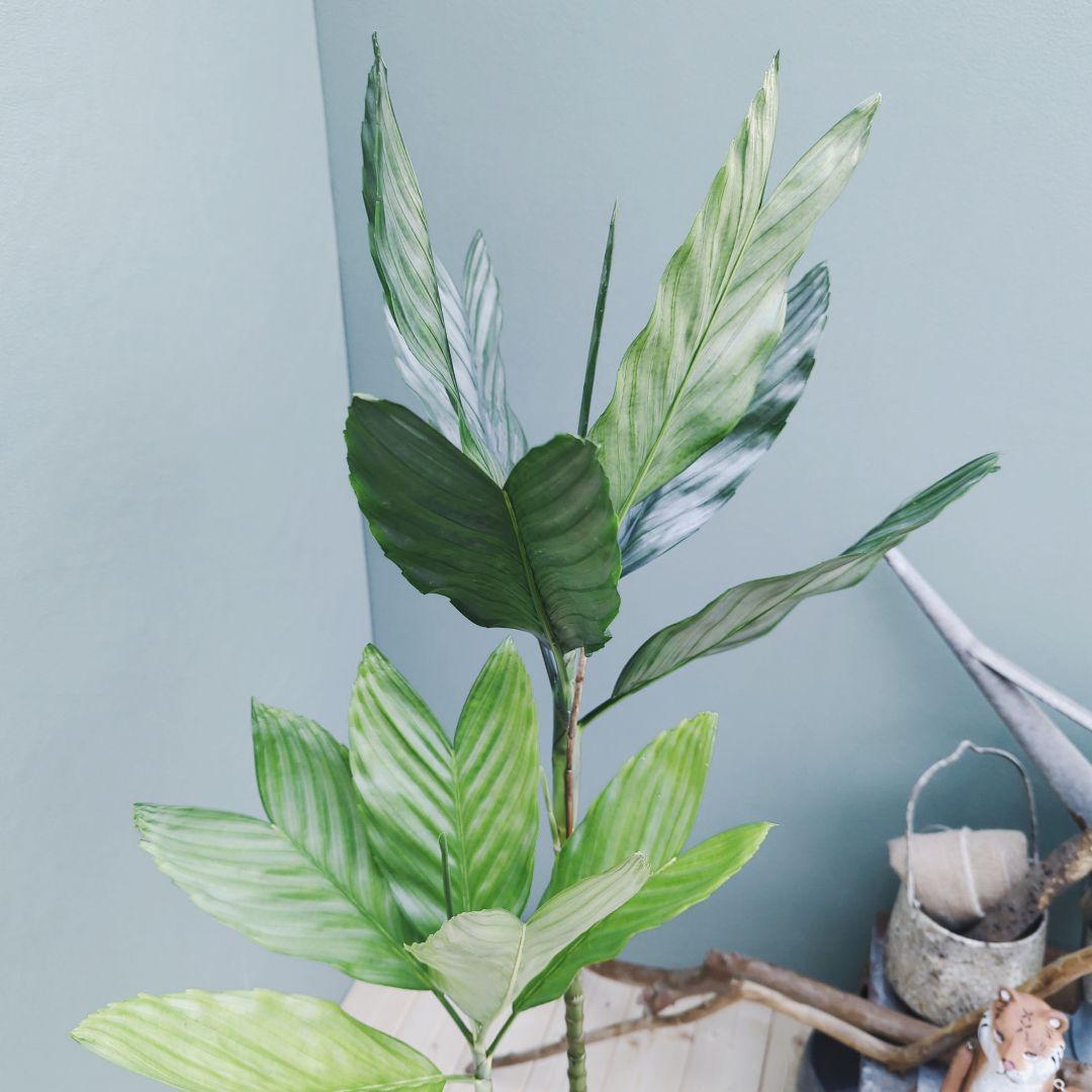 希少 ヤシ科 メタリック硬い葉! チャメドレア テネラ ８号