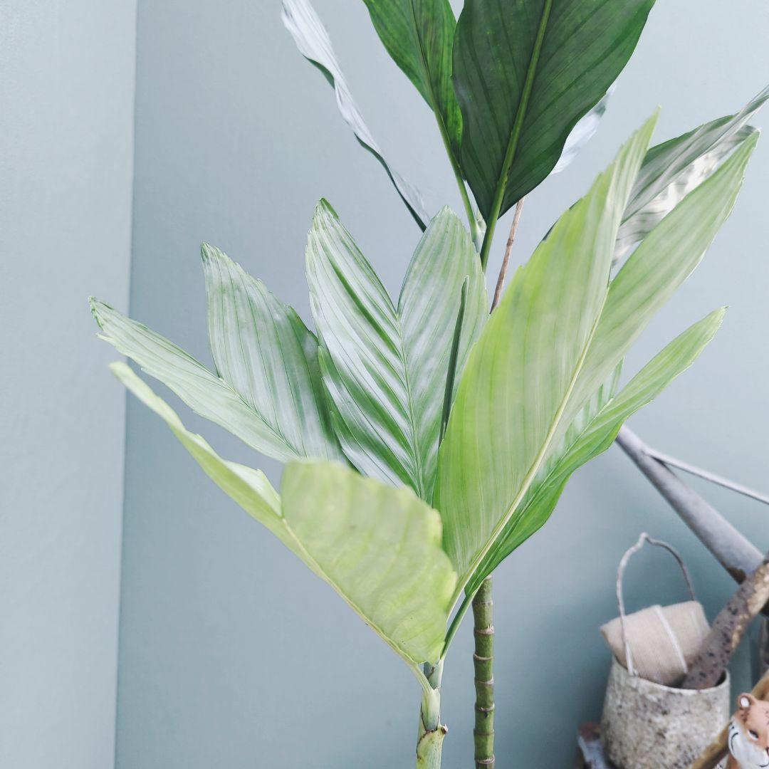 希少 ヤシ科 メタリック硬い葉! チャメドレア テネラ ８号