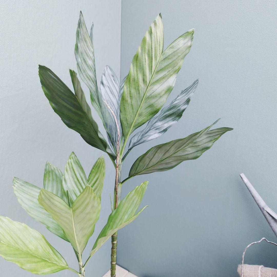 希少 ヤシ科 メタリック硬い葉! チャメドレア テネラ ８号