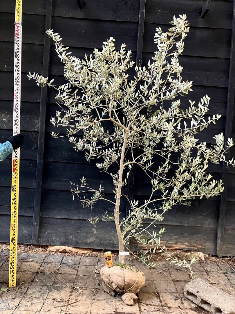 希少　オリーブの木　アスコラーナ　テネラ