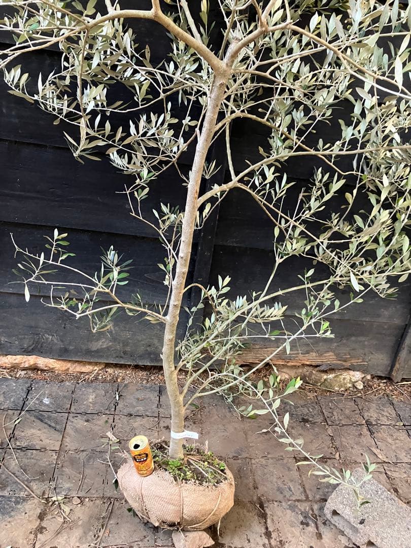 希少　オリーブの木　アスコラーナ　テネラ