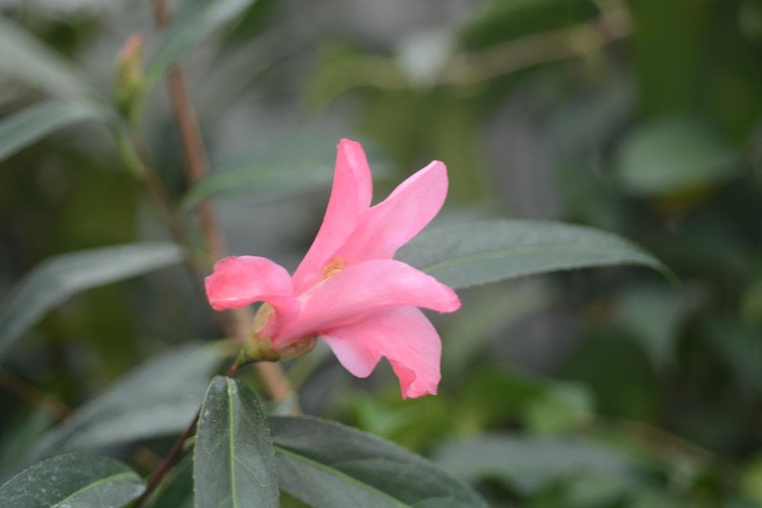 小百合　椿　調整中