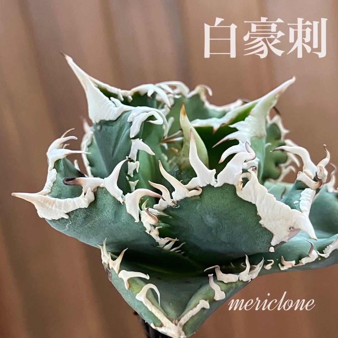 F*】様 超選抜【オークション】特選　太棘　アガベ　白豪刺　TC 上澳園芸