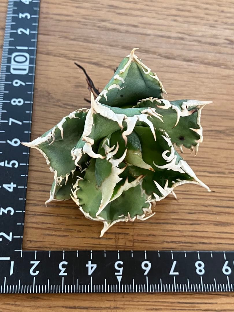 F*】様 超選抜【オークション】特選　太棘　アガベ　白豪刺　TC 上澳園芸