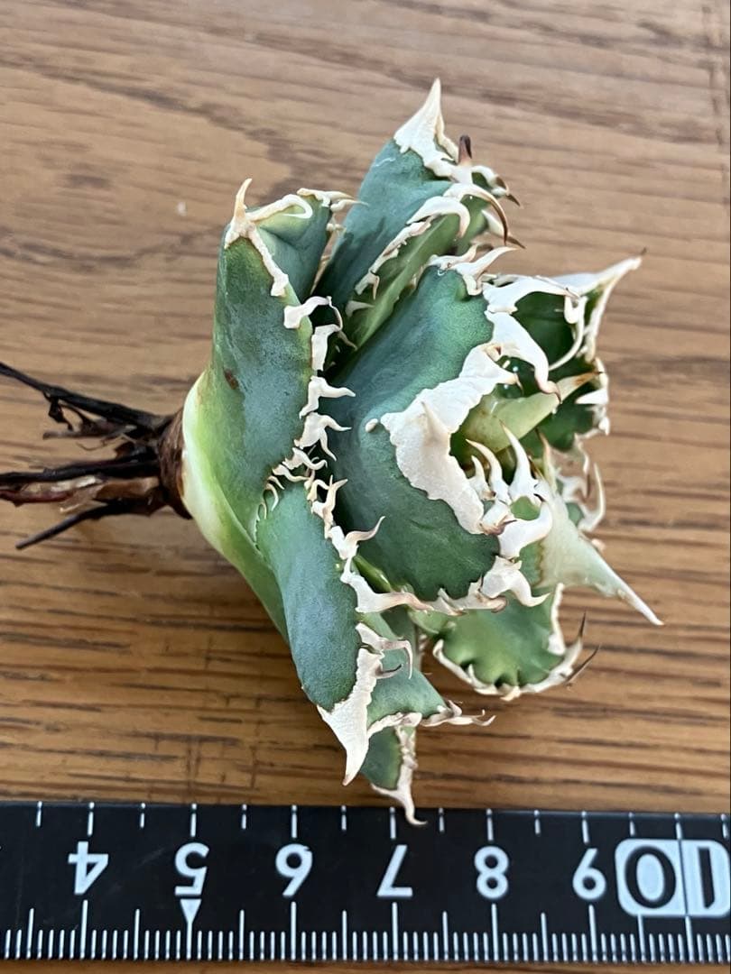 F*】様 超選抜【オークション】特選　太棘　アガベ　白豪刺　TC 上澳園芸