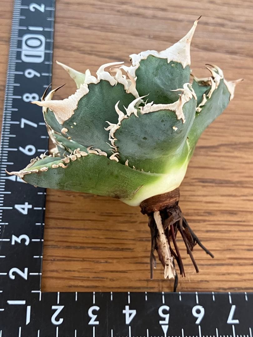 F*】様 超選抜【オークション】特選　太棘　アガベ　白豪刺　TC 上澳園芸