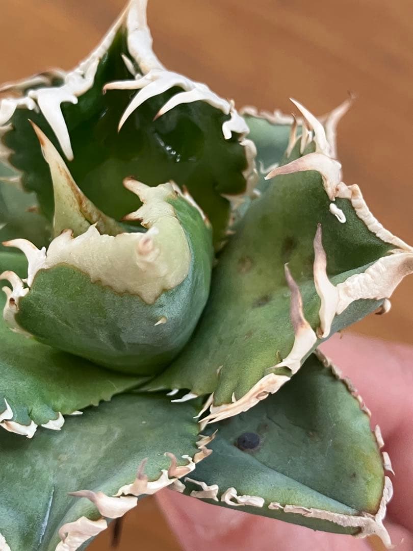 F*】様 超選抜【オークション】特選　太棘　アガベ　白豪刺　TC 上澳園芸