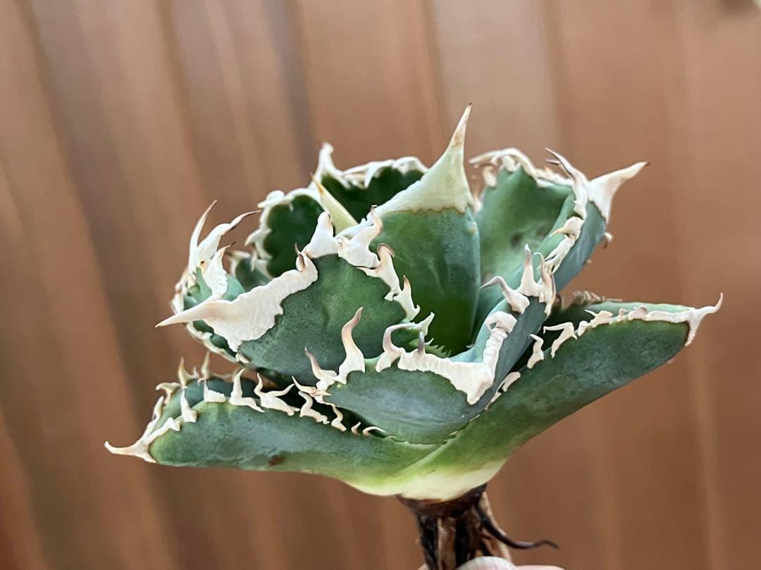 F*】様 超選抜【オークション】特選　太棘　アガベ　白豪刺　TC 上澳園芸