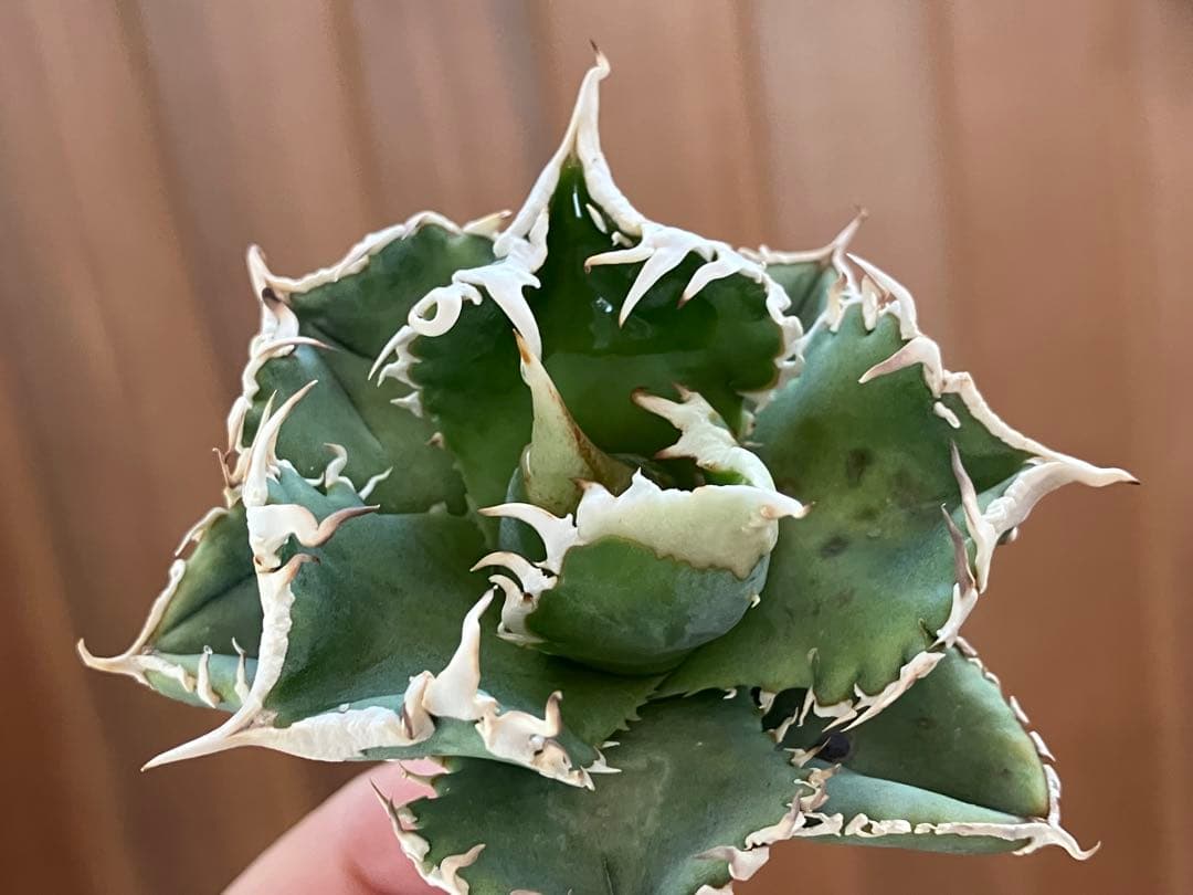 F*】様 超選抜【オークション】特選　太棘　アガベ　白豪刺　TC 上澳園芸