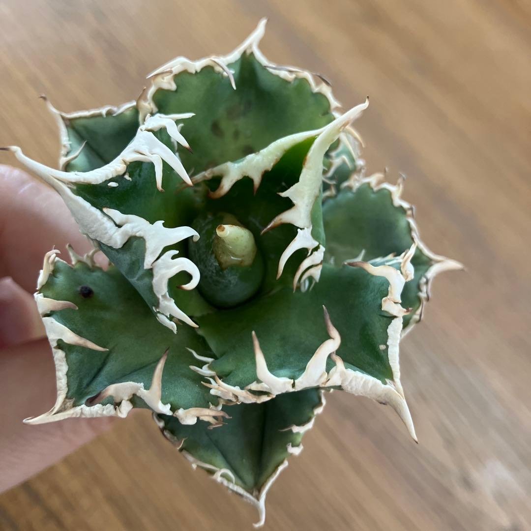 F*】様 超選抜【オークション】特選　太棘　アガベ　白豪刺　TC 上澳園芸