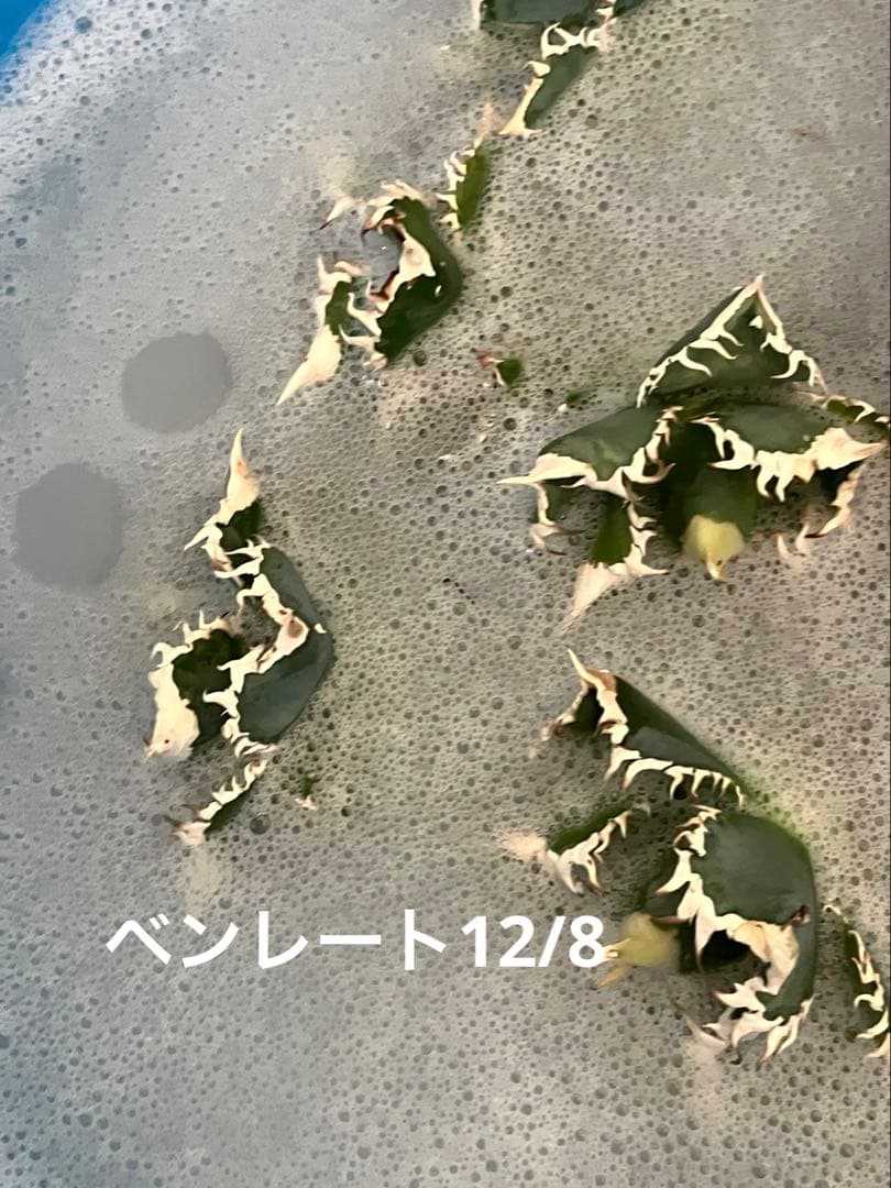 F*】様 超選抜【オークション】特選　太棘　アガベ　白豪刺　TC 上澳園芸