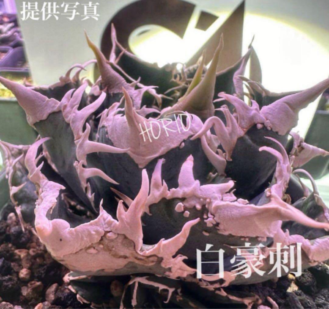 F*】様 超選抜【オークション】特選　太棘　アガベ　白豪刺　TC 上澳園芸