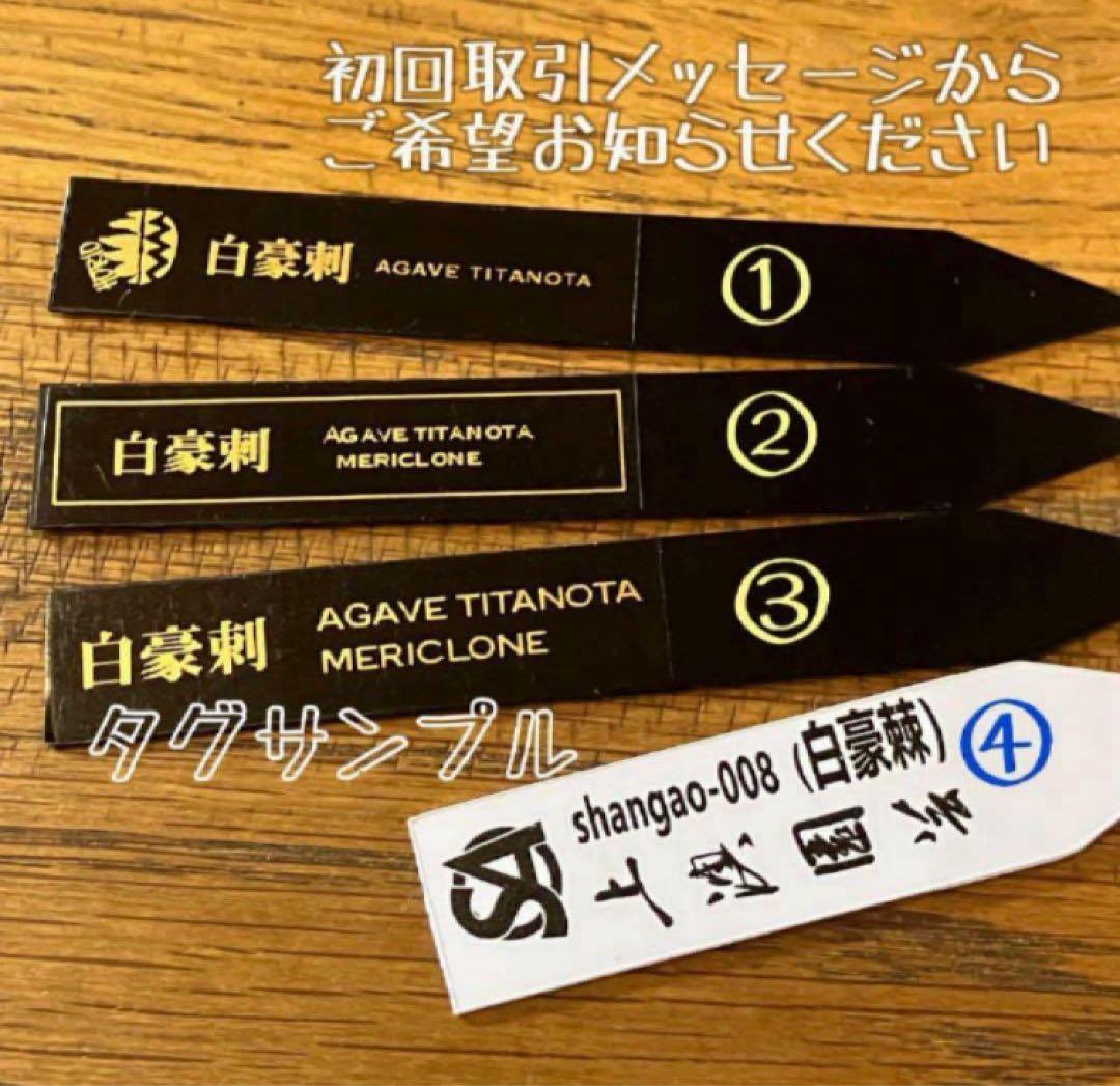F*】様 超選抜【オークション】特選　太棘　アガベ　白豪刺　TC 上澳園芸