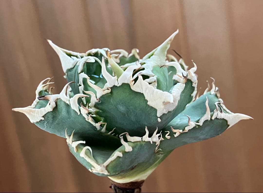 F*】様 超選抜【オークション】特選　太棘　アガベ　白豪刺　TC 上澳園芸