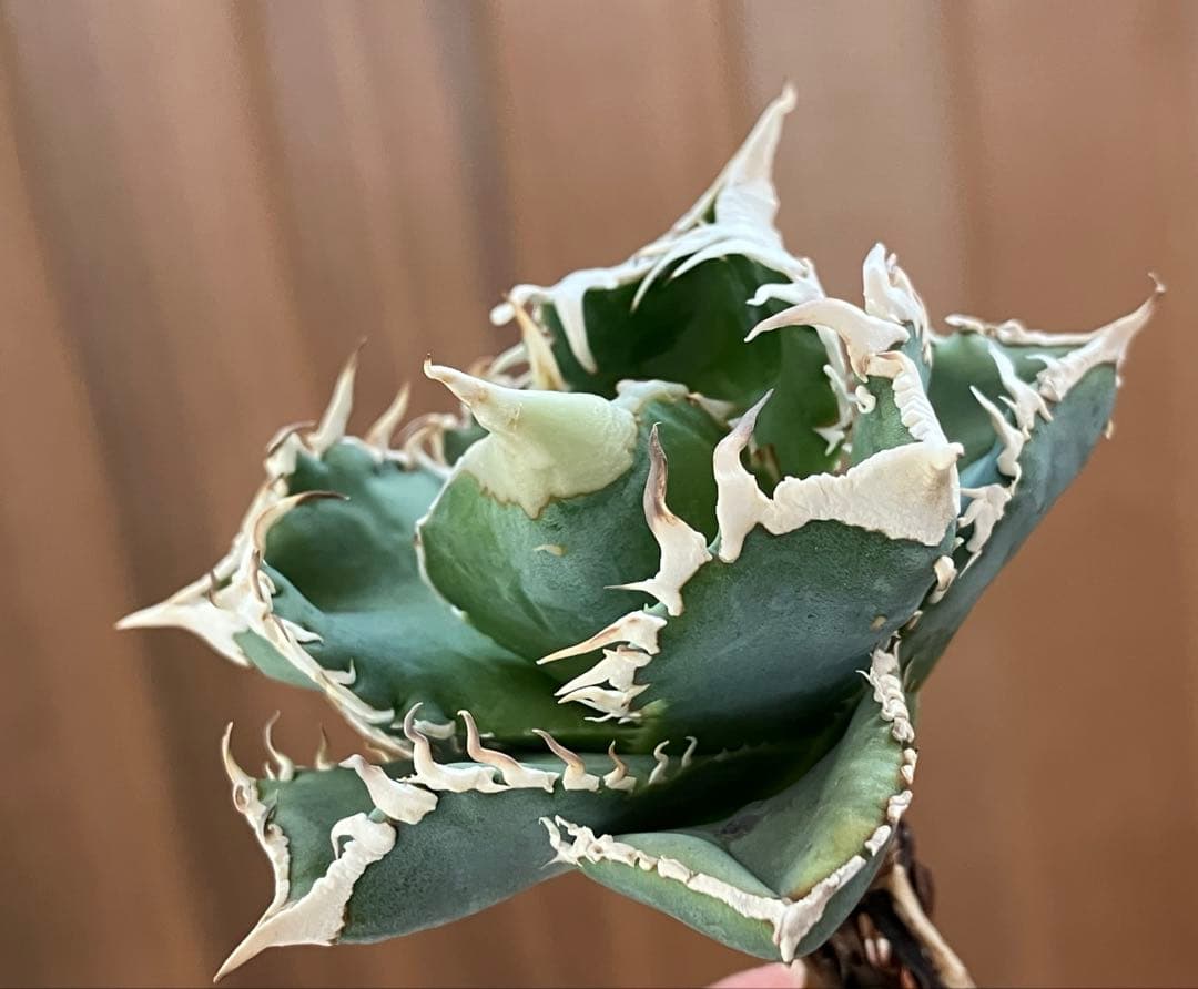 F*】様 超選抜【オークション】特選　太棘　アガベ　白豪刺　TC 上澳園芸