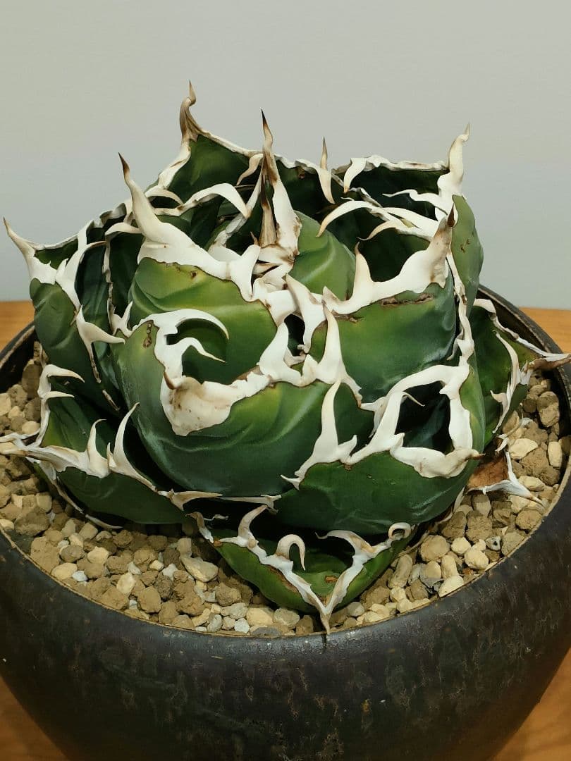 アガベ　白鯨　スーパー白鯨