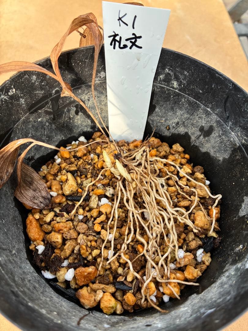 K1 礼文アツモリソウ