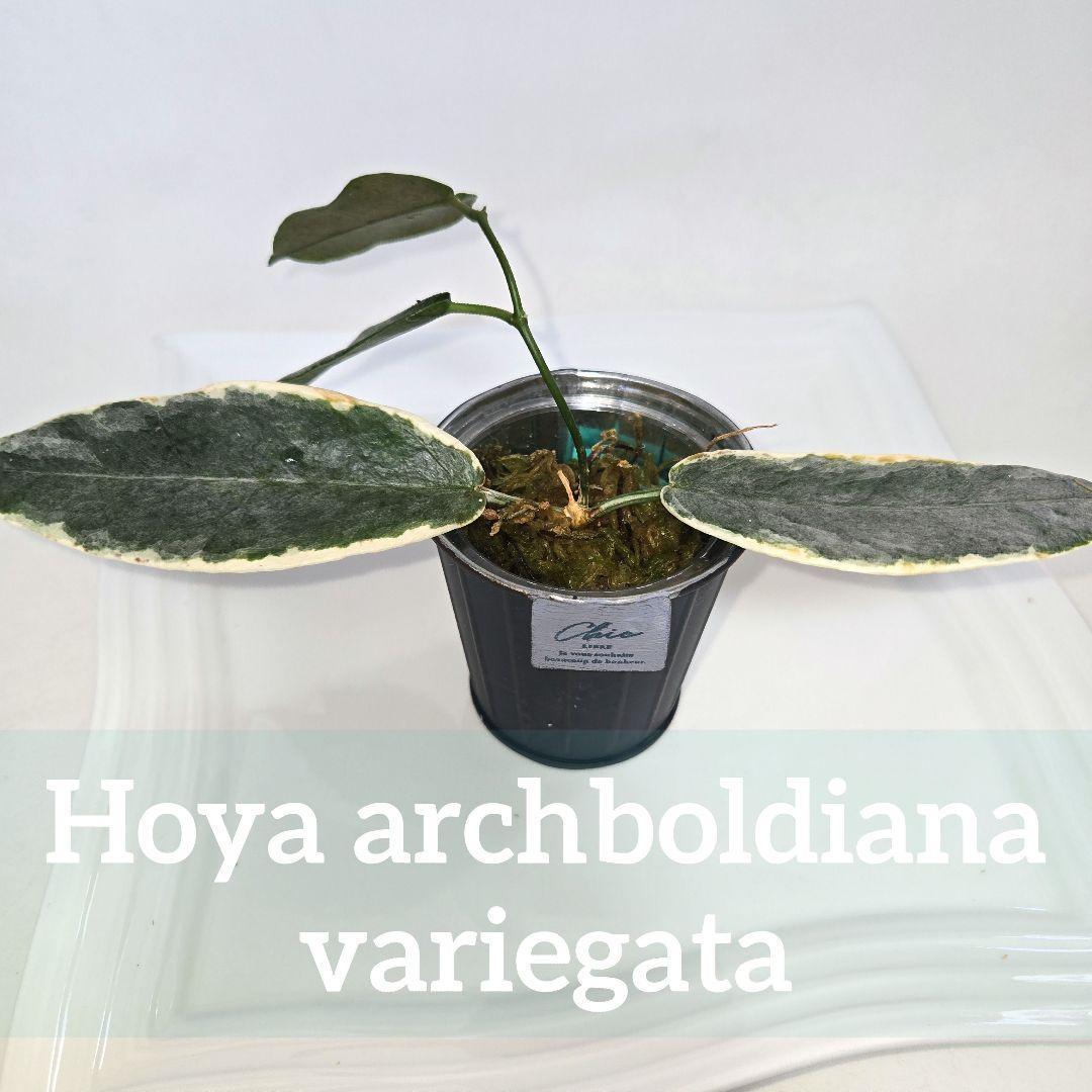 Hoya archboldiana variegata 約5~６cmカップ