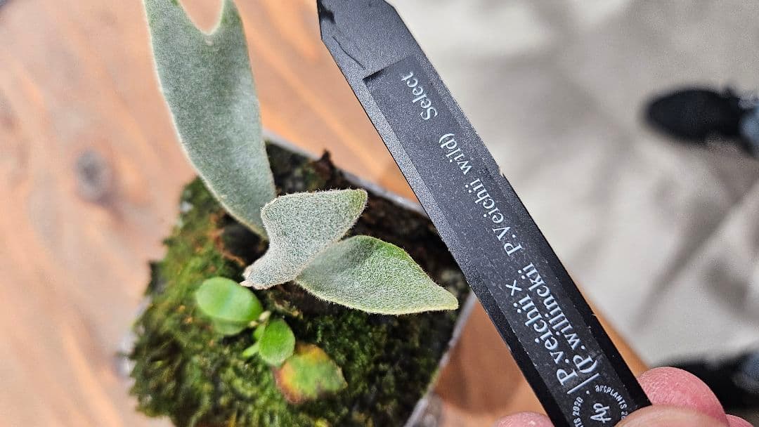 ビカクシダ P.veichiixP.wallchii x P.veitchii Wild