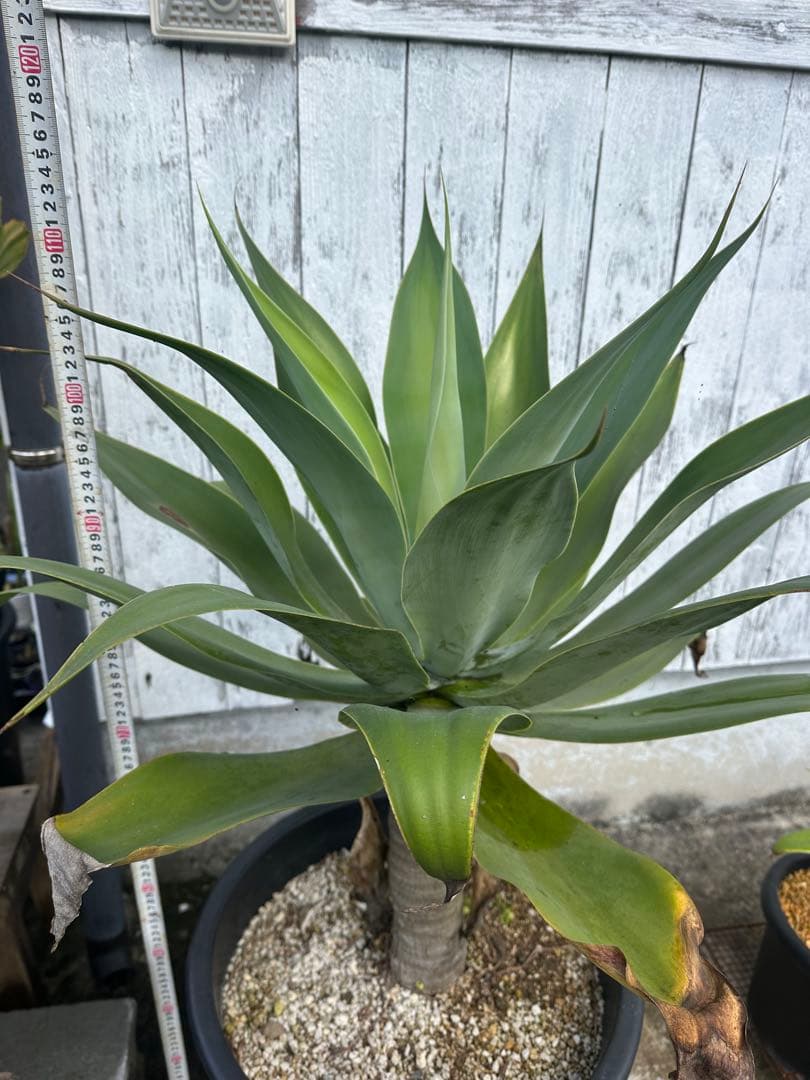 【大型】アガベアテナータ　特大アテナータ