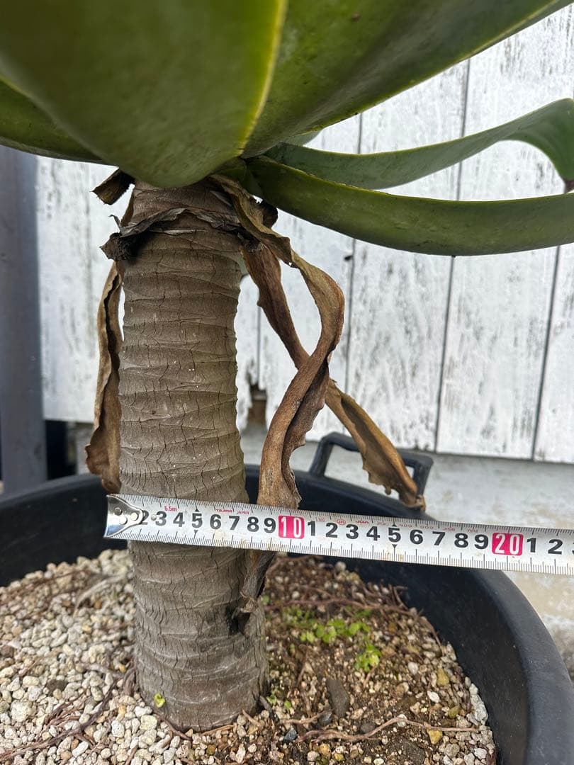 【大型】アガベアテナータ　特大アテナータ