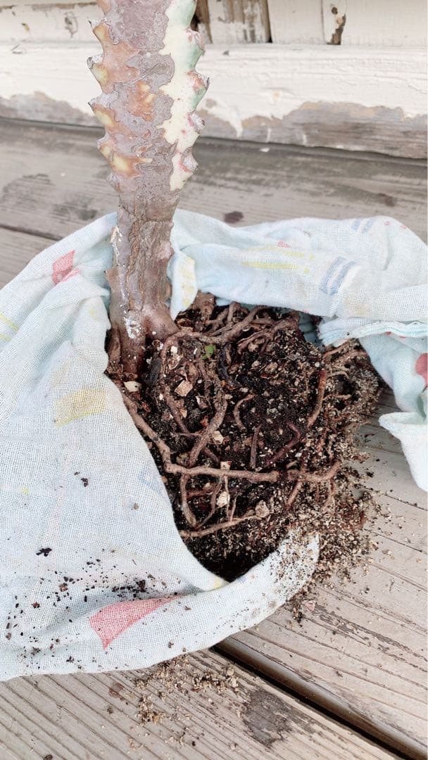 【超特大・希少】ユーフォルビア ホワイトゴースト 80cm 抜き苗 木質化あり