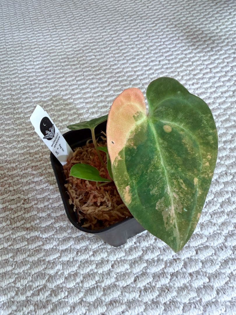 アンスリウム pap var × self 斑入り