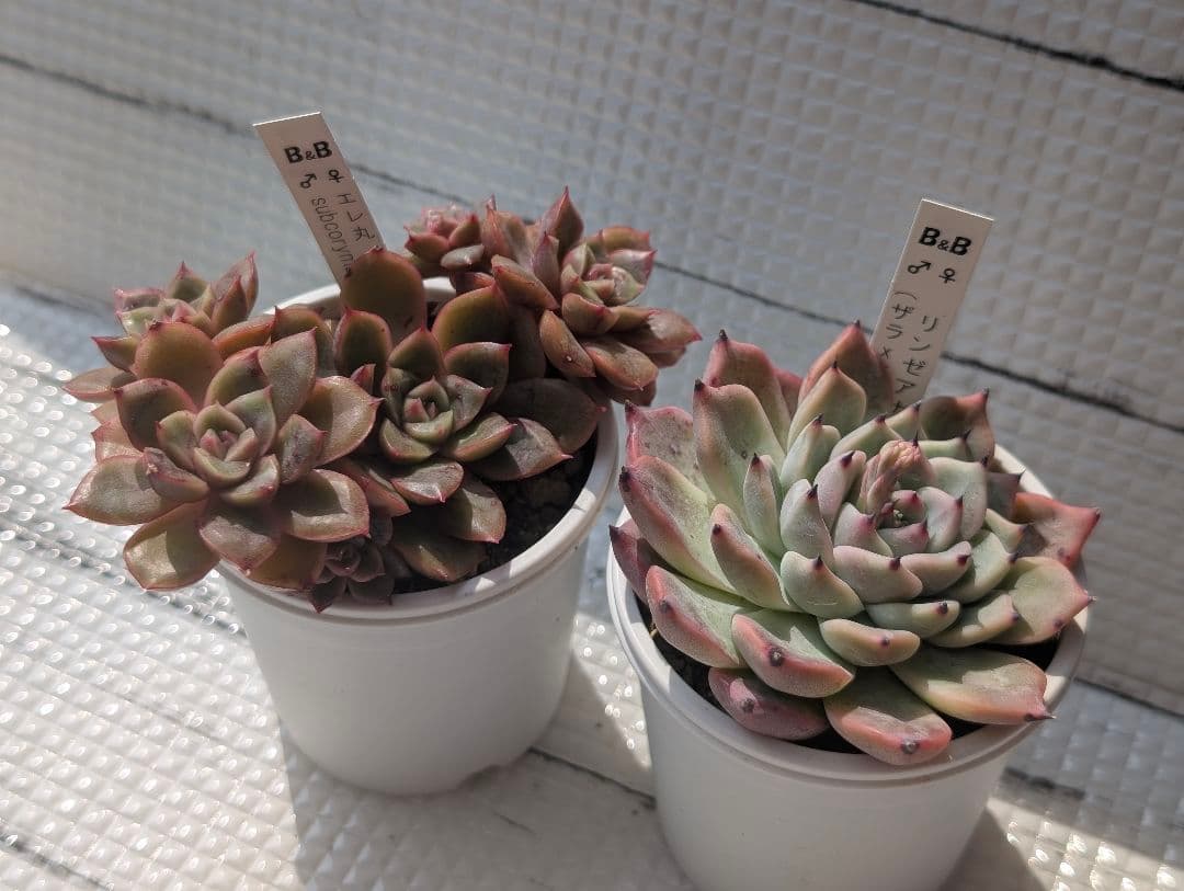 ぼのぼのさんCセット