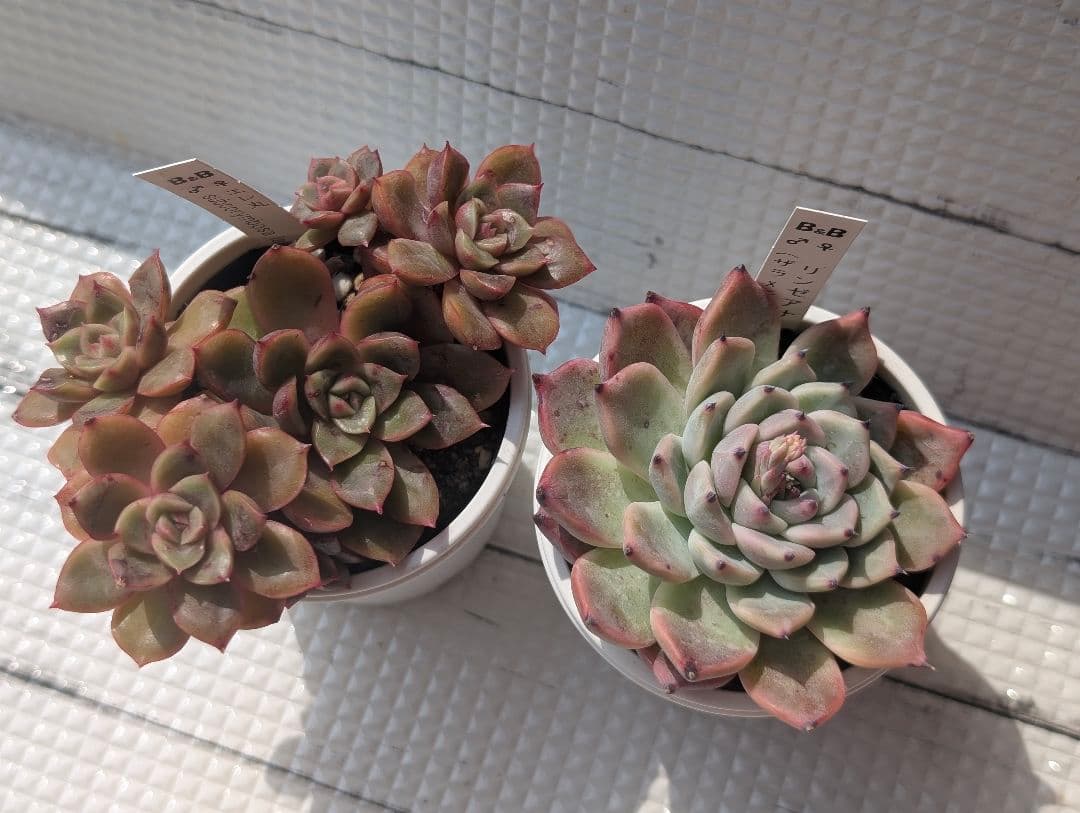 ぼのぼのさんCセット