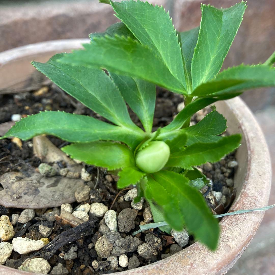 クリスマスローズ　極小輪豆咲き　白緑