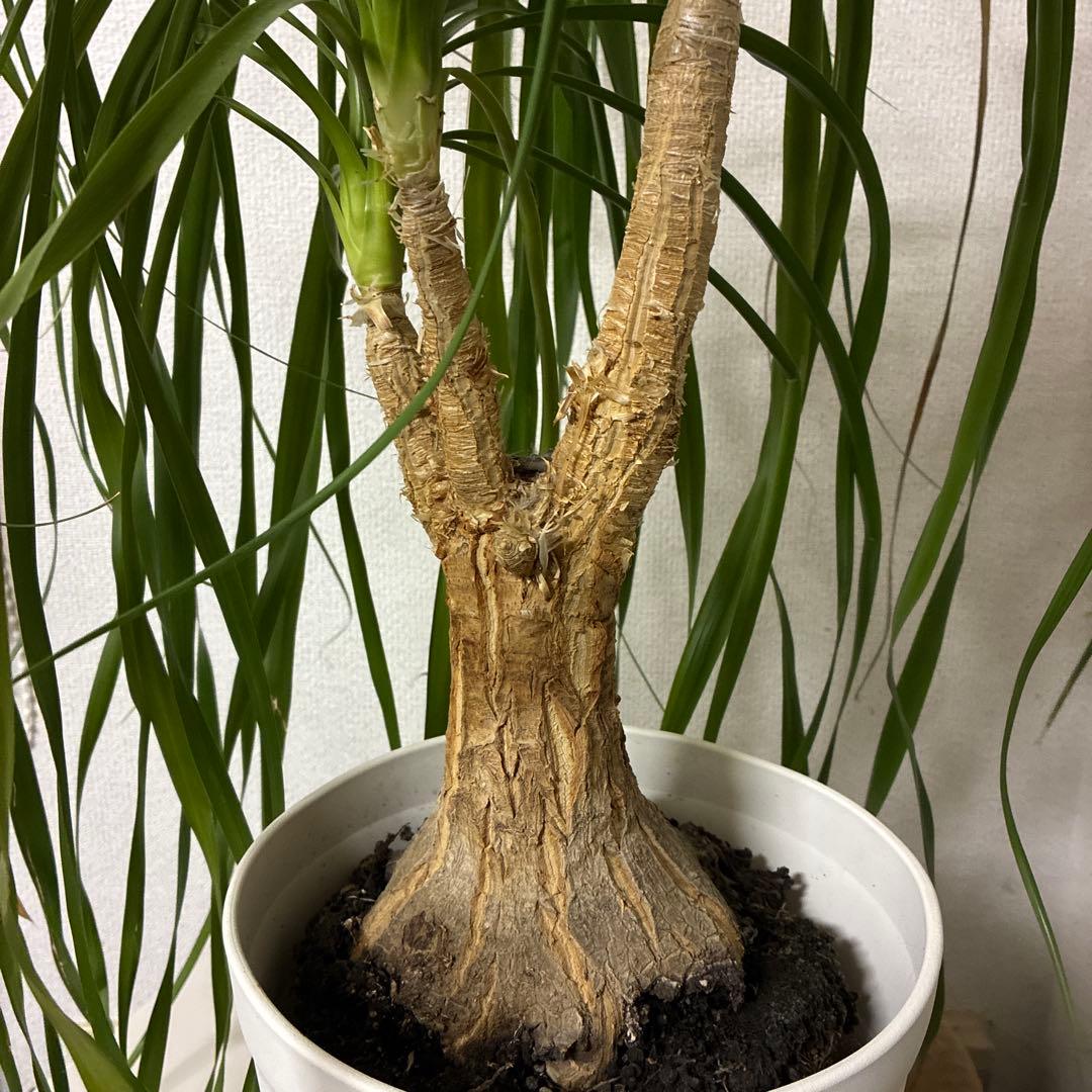 ポニーテール観葉植物 約110cm