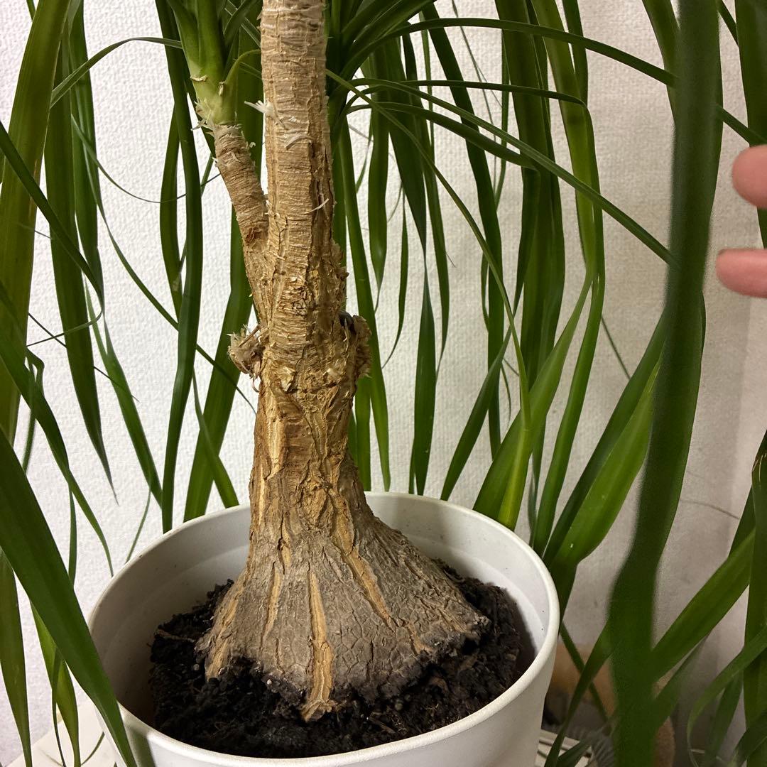 ポニーテール観葉植物 約110cm