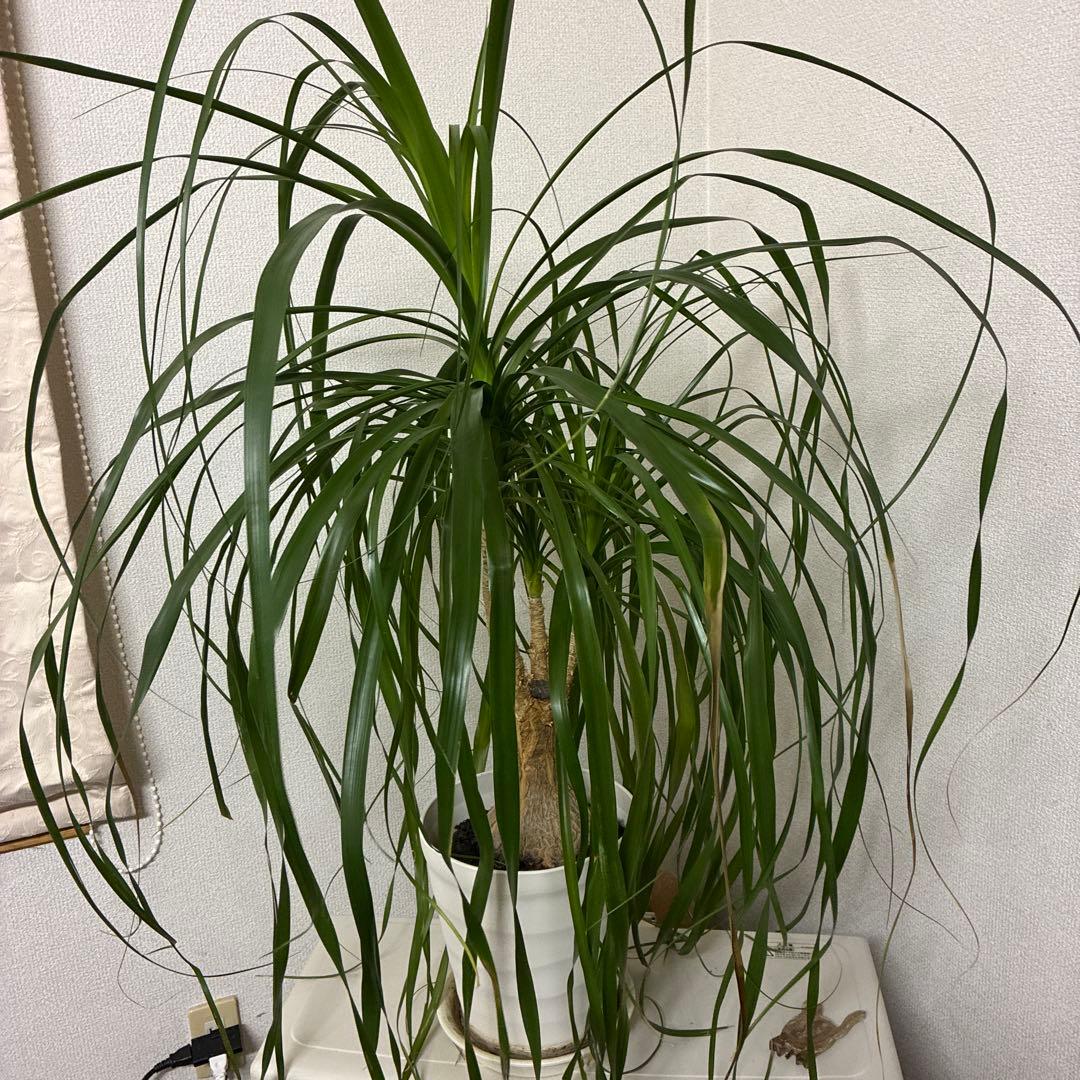 ポニーテール観葉植物 約110cm