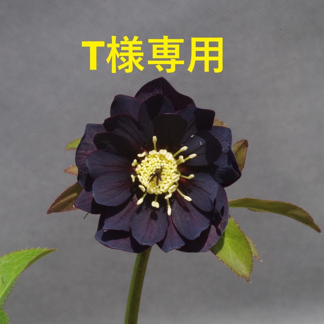 つむ　7681 認定！八咫烏　クリスマスローズ開花　加藤農園