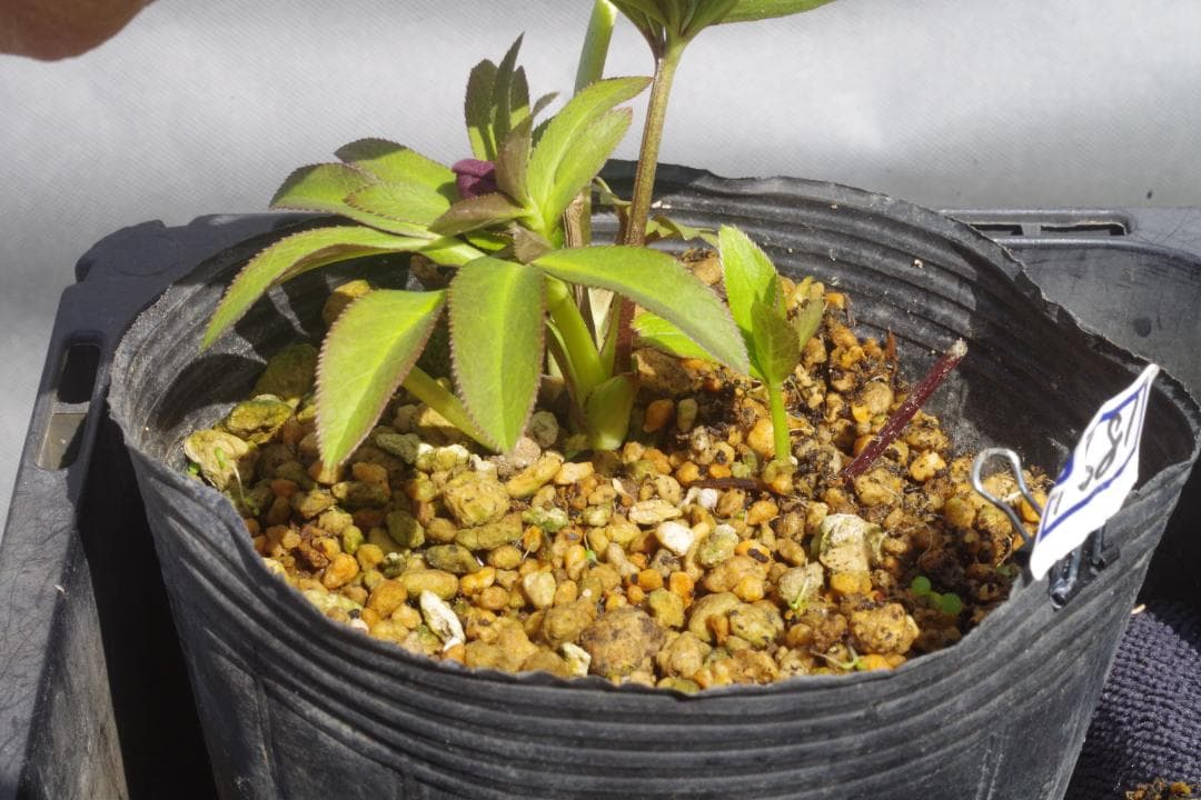 つむ　7681 認定！八咫烏　クリスマスローズ開花　加藤農園